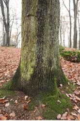 Photo Textures of Tree Bark